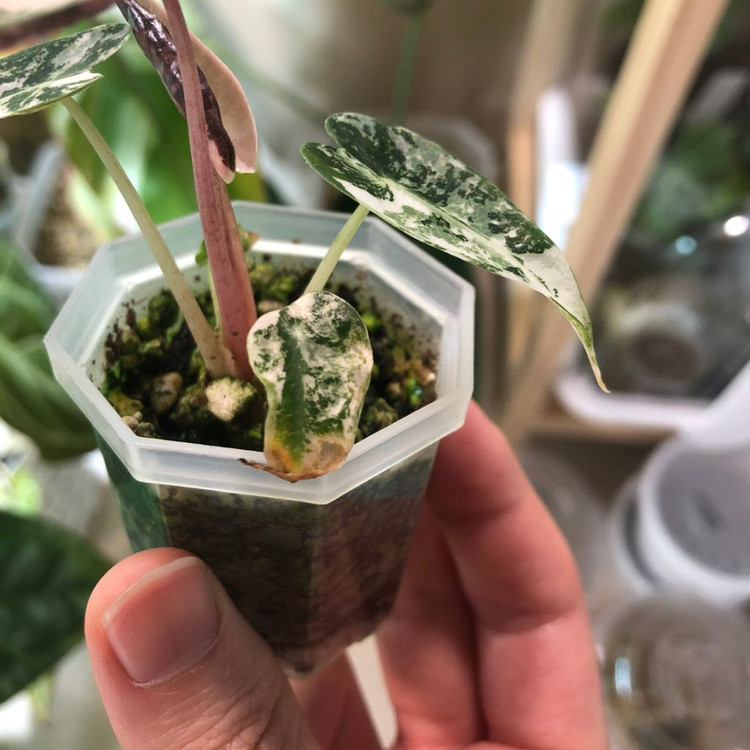 무천) 알로카시아 밤비노 스노우민트 바리에가타--8