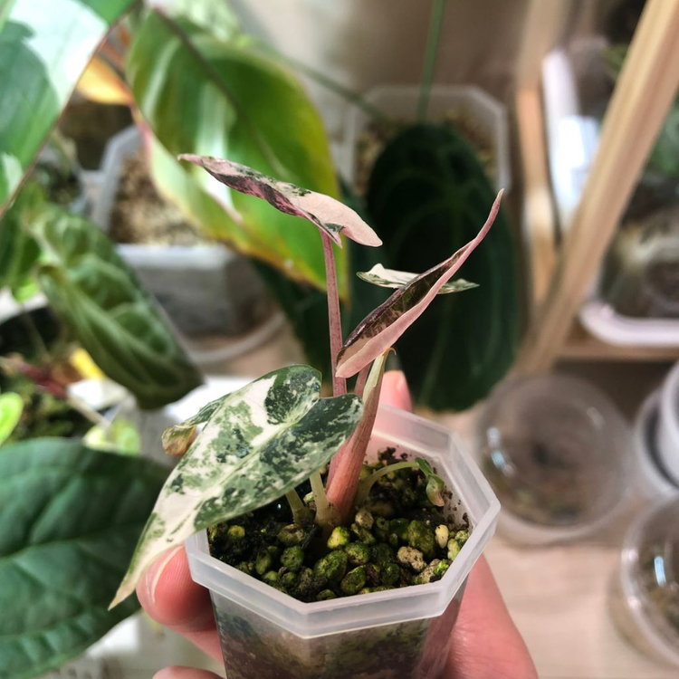 무천) 알로카시아 밤비노 스노우민트 바리에가타--4