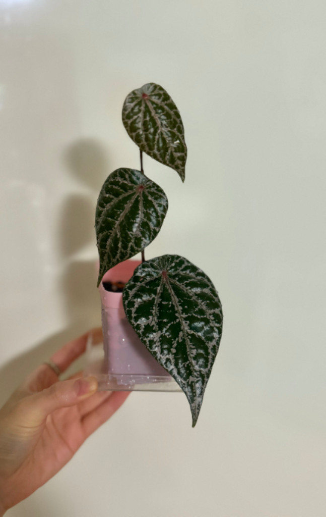 파이퍼 크로카텀--1