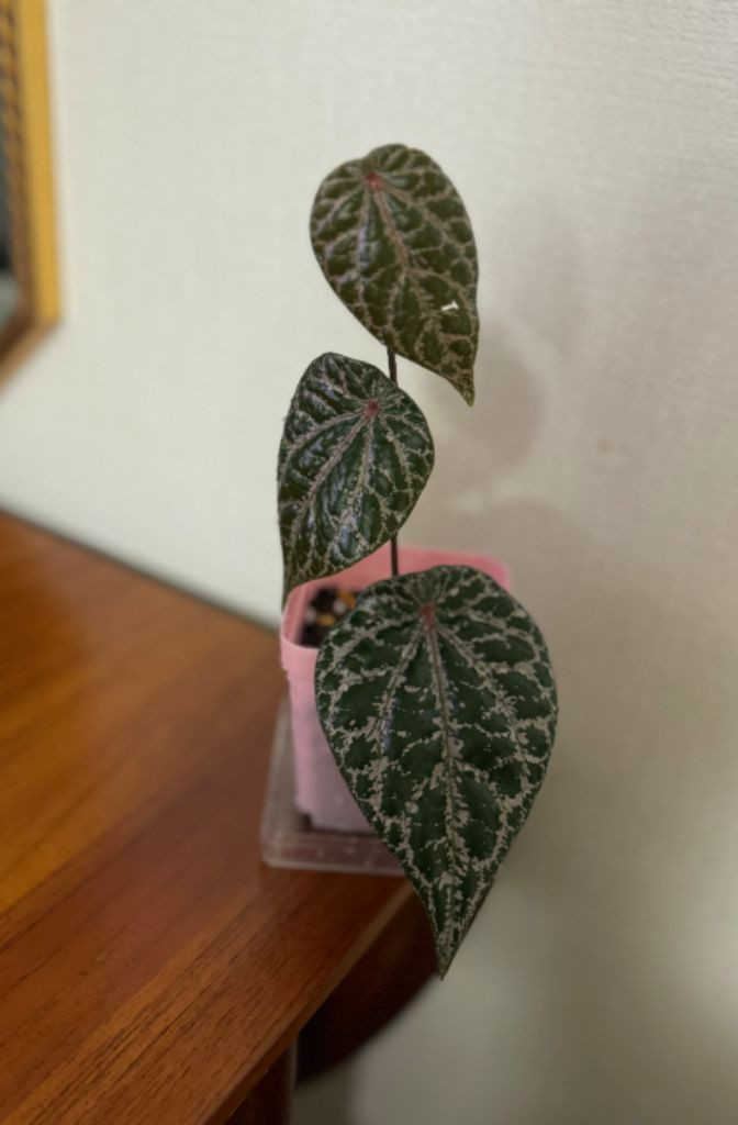 파이퍼 크로카텀--2