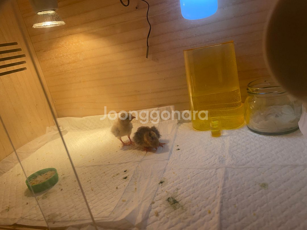 알콤미니 부화기 저렴히 판매--2