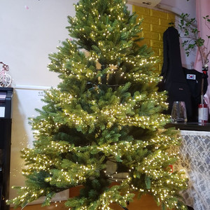 크리스마스 트리