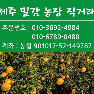 제주밀감(귤)농장 직거래10kg 2만5천원(배송비포함)