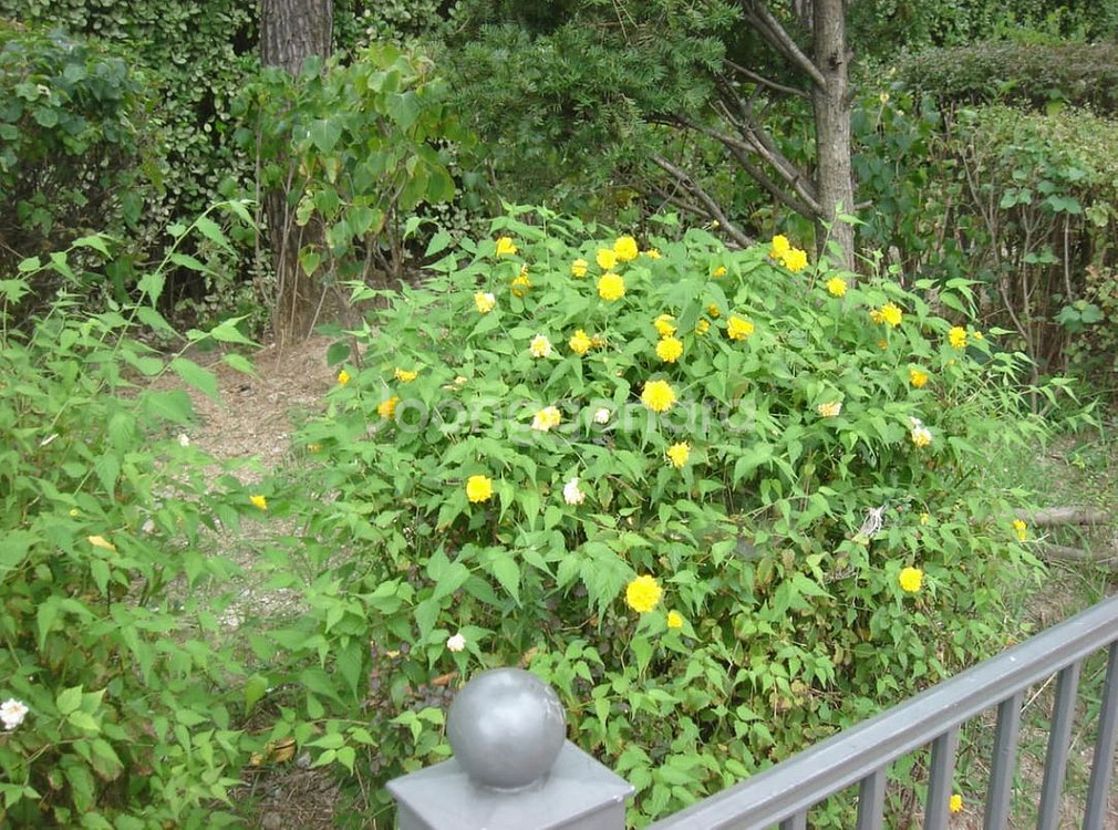 소니 DSC-T5 빈티지 디카--5