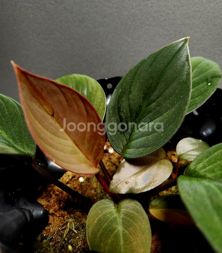 호마 뮬러마운틴 (정글식물) 온실--3