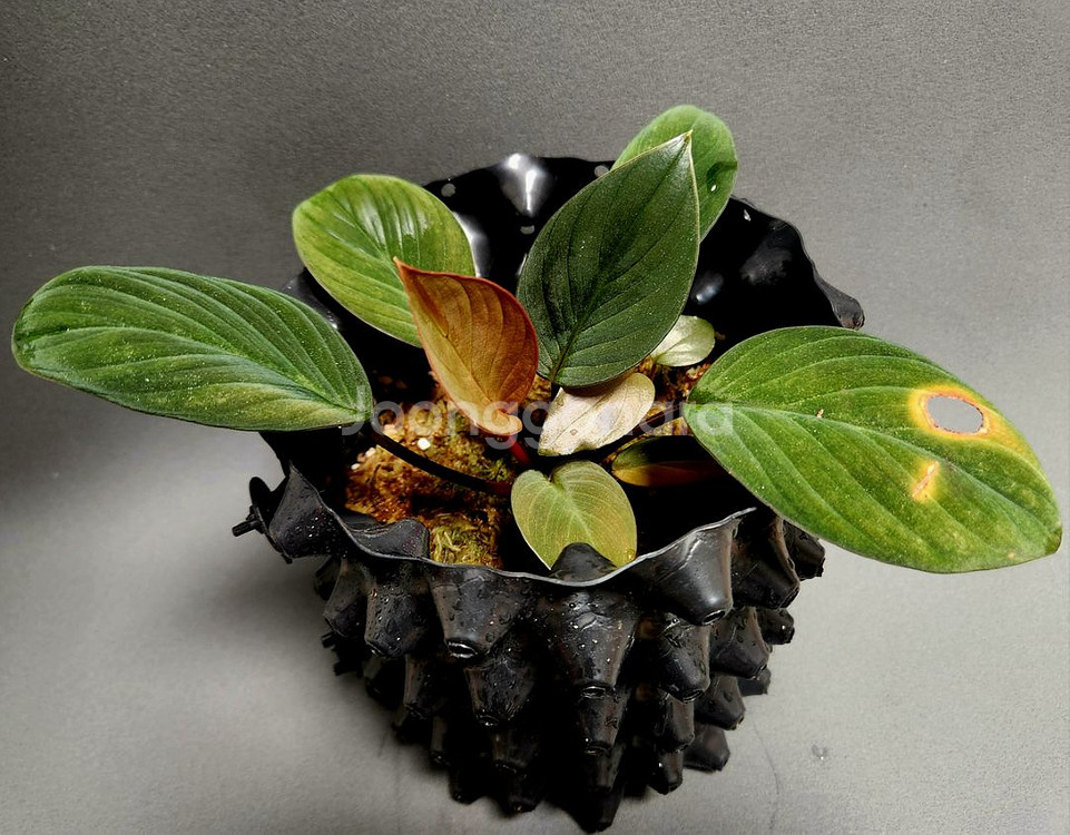 호마 뮬러마운틴 (정글식물) 온실--4