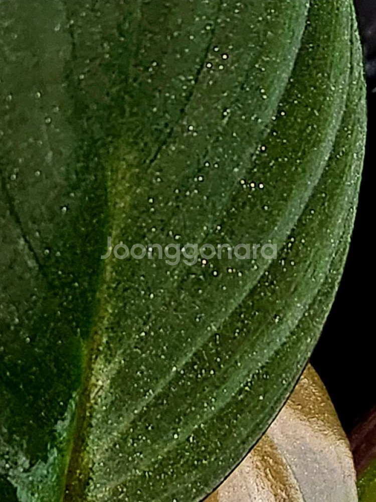 호마 뮬러마운틴 (정글식물) 온실--2