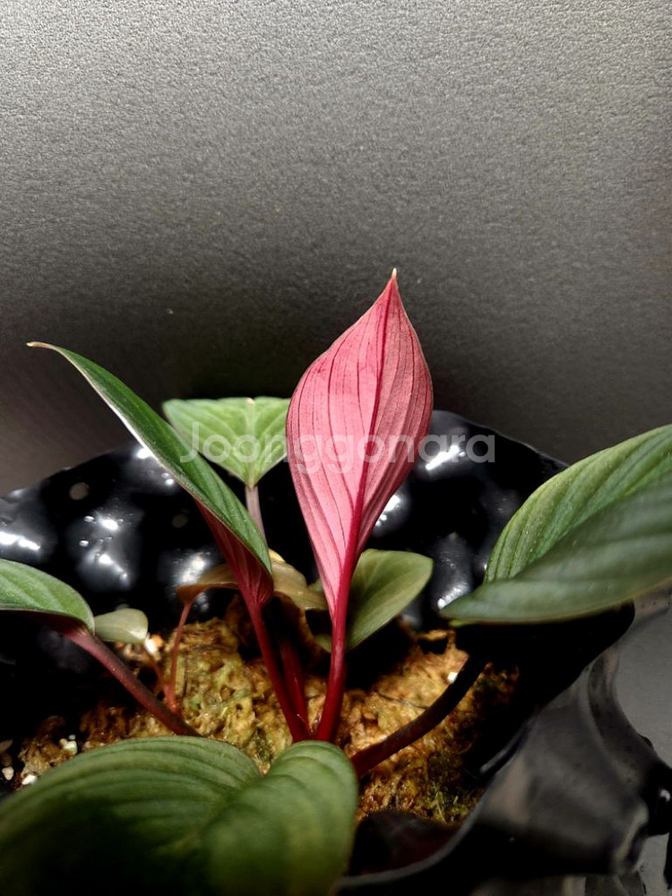 호마 뮬러마운틴 (정글식물) 온실--1