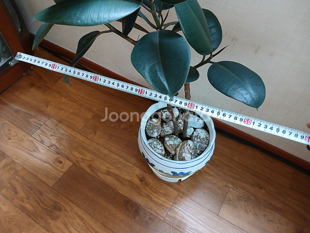 고무나무 인도고무나무 공기정화식물 미세먼지제거식물--1