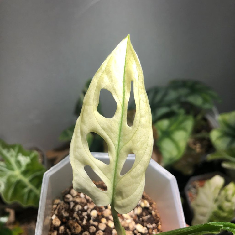 몬스테라 아단소니 스웨디쉬고스트--1