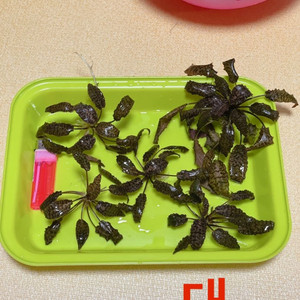 누리 2 크립토코네 음성수초