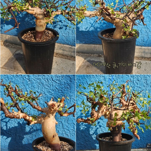 소말리아 카타프 루팅완료 (아프리카식물/코덱스)