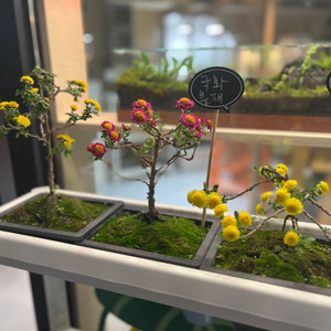 국화 분재 부산 식물 원예