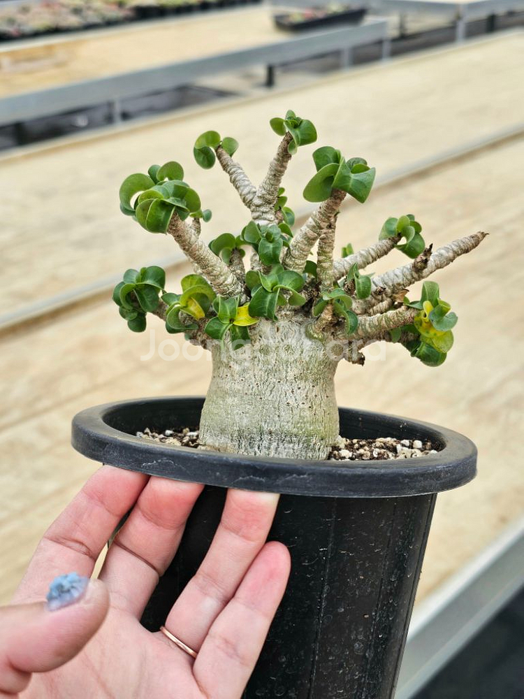 아데니움 DHA (아프리카식물/코덱스)--0