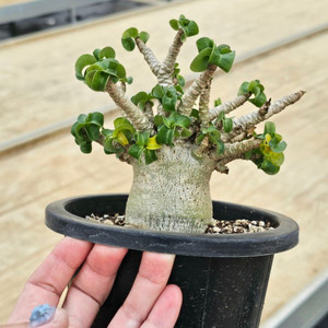 아데니움 DHA (아프리카식물/코덱스)