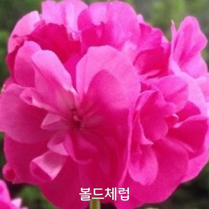 볼드체럽 제라늄