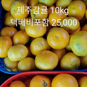 귤 감귤 제주도 10kg 25,000 택배비포함