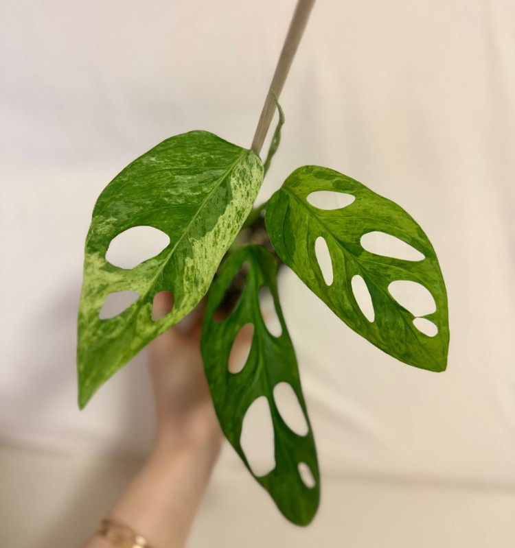 몬스테라 아단소니 민트바리에가타--1