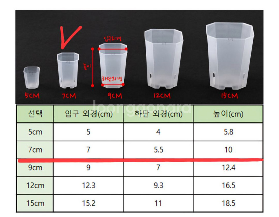 필로덴드론 화이트 위자드 1--5