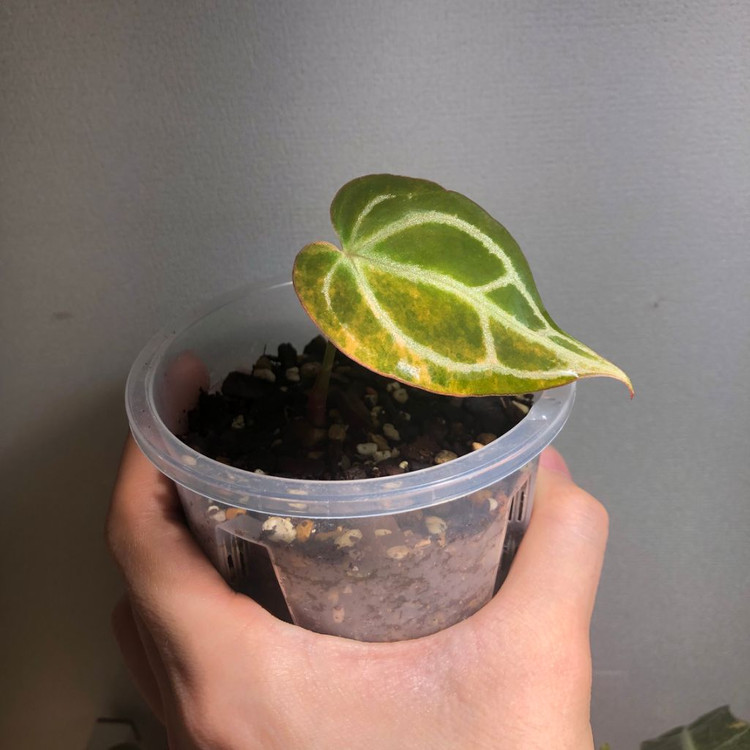 안스리움 크리스탈리넘 하이브리드 바리에가타--1