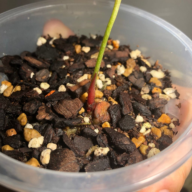 안스리움 크리스탈리넘 하이브리드 바리에가타--4