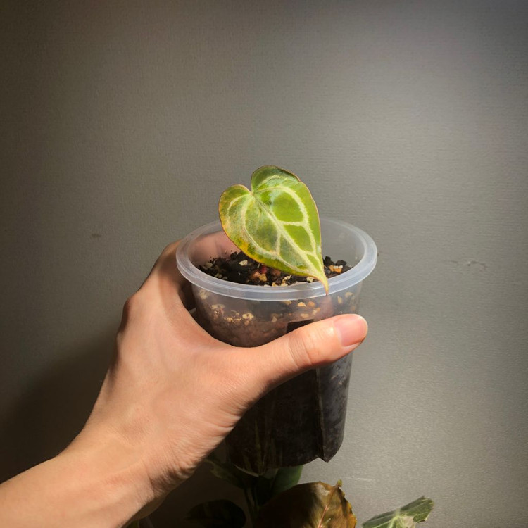 안스리움 크리스탈리넘 하이브리드 바리에가타--2