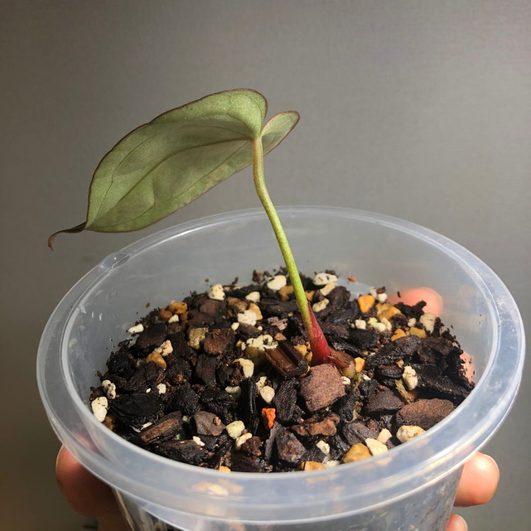 안스리움 크리스탈리넘 하이브리드 바리에가타--3