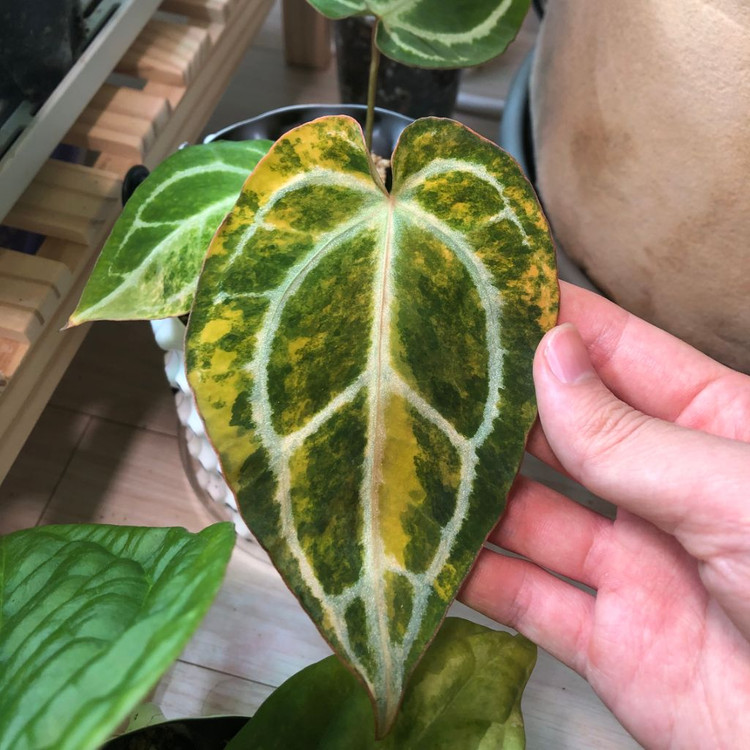 안스리움 크리스탈리넘 하이브리드 바리에가타--5