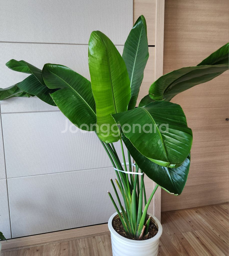 인도고무나무 화분 공기정화식물--1