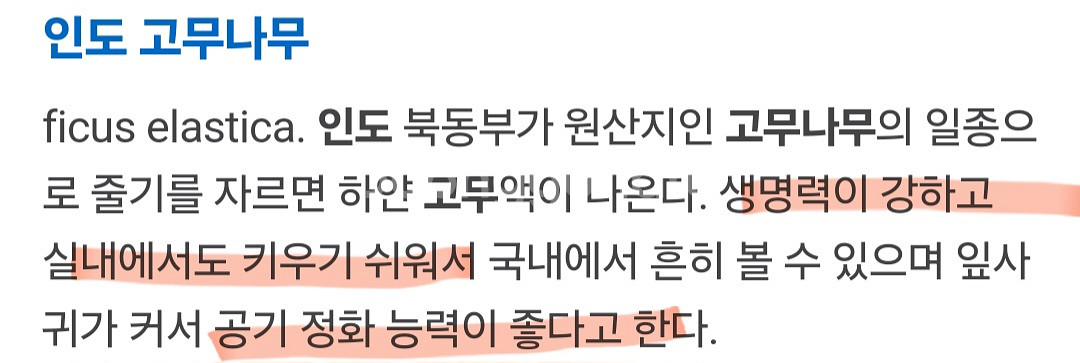 인도고무나무 화분 공기정화식물--2