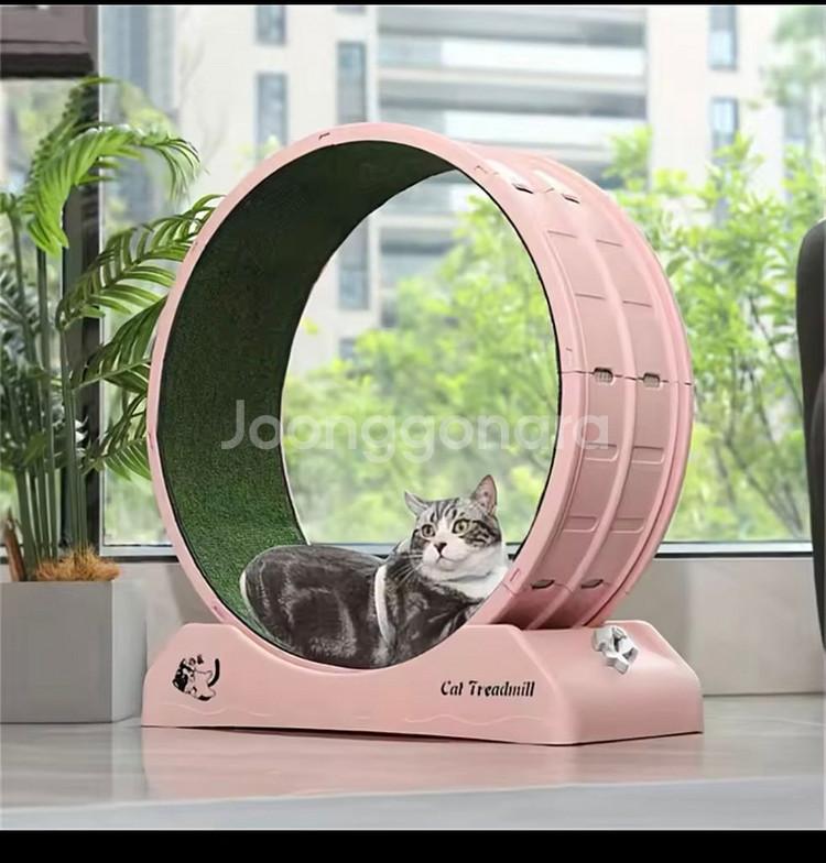 고양이 런닝머신--1