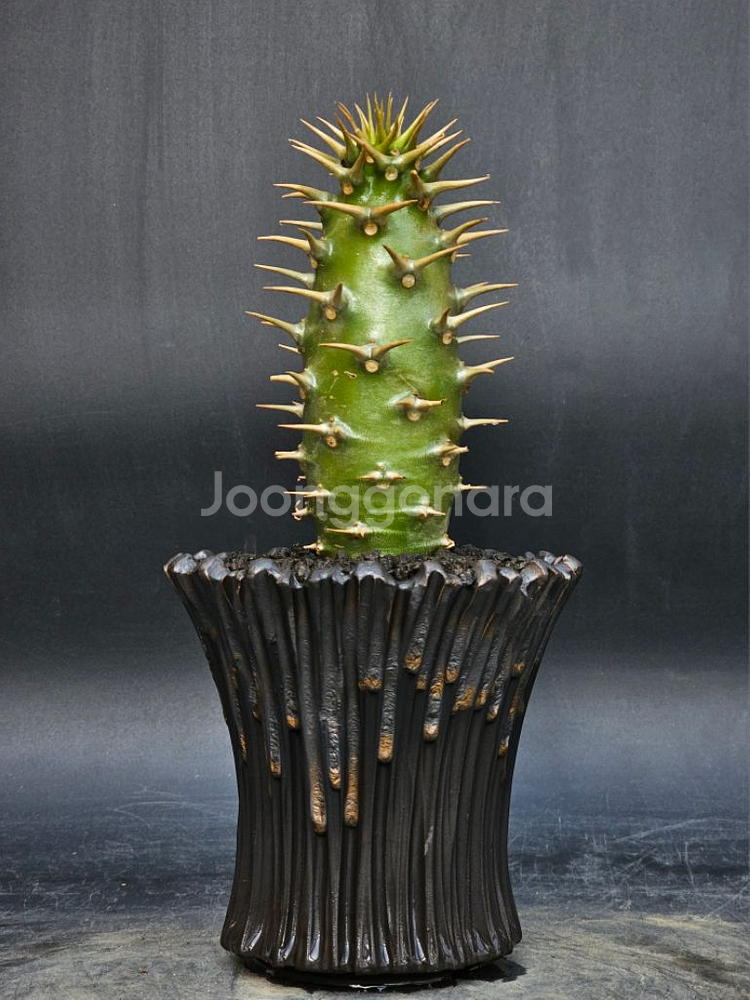 파키포디움 암본젠세 (아프리카식물/코덱스)--0