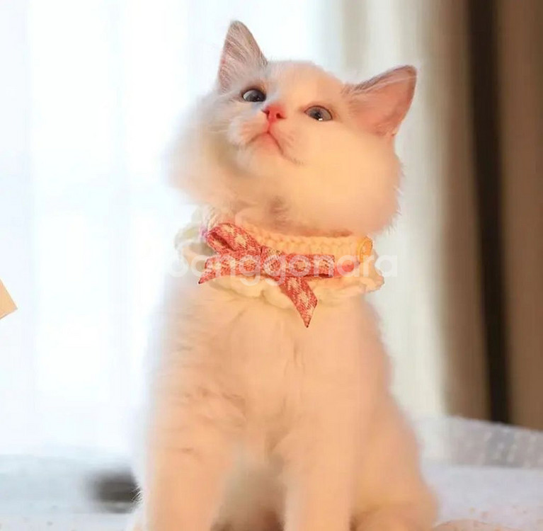 고양이 장난감 일괄--9