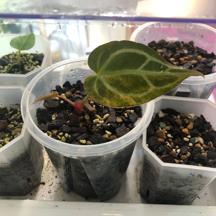 안스리움 크리스탈리넘 하이브리드 바리에가타--6