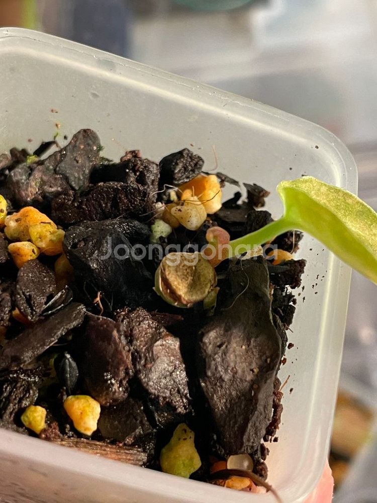 레크 하이브리드 바리(클론개체)--1