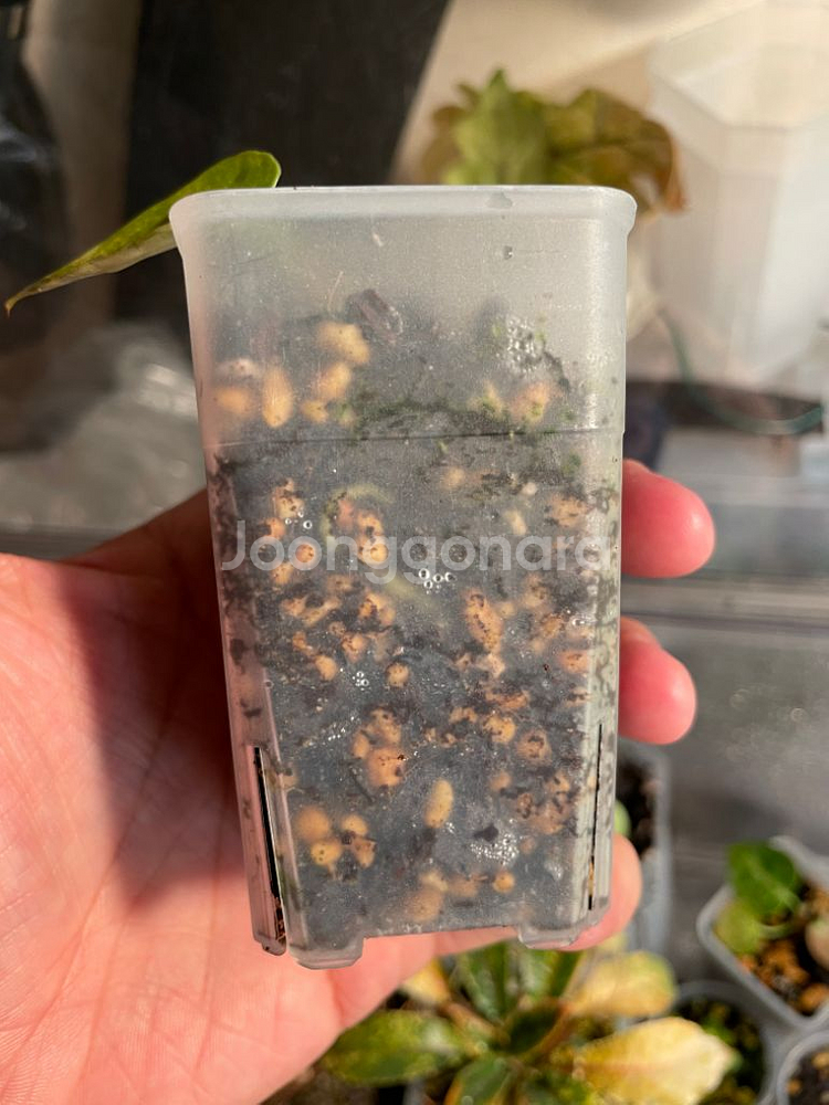 레크 하이브리드 바리(클론개체)--2