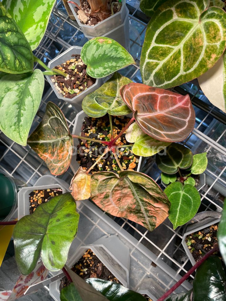 레크 하이브리드 바리(클론개체)--3