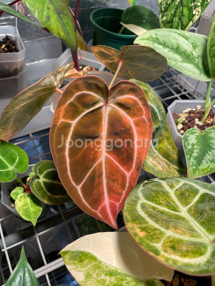 레크 하이브리드 바리(클론개체)--4