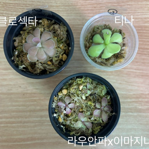 벌레잡이 3종