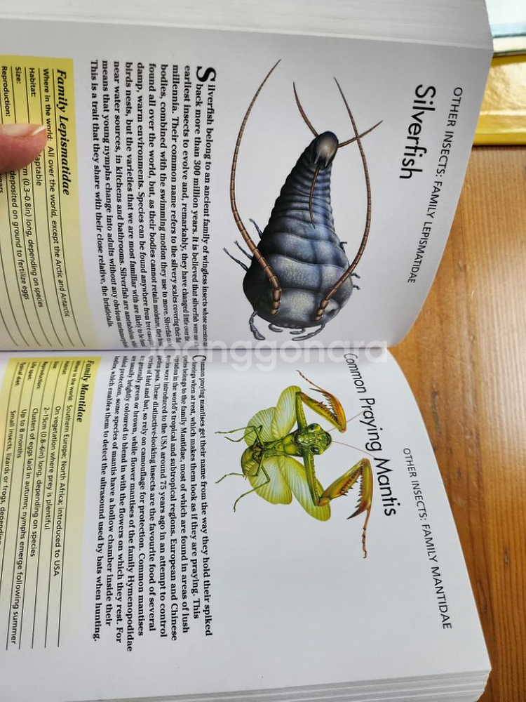 어린이용 영어로된 책들 및 당구게임 포켓북--5