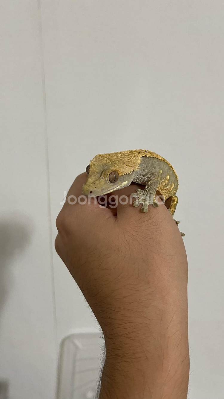 크레스티드 게코 릴리화이트 2 일반 1 가고일게코 1--7
