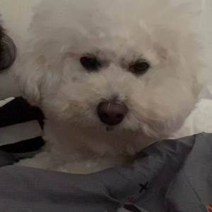 신발 직거래 이솔빈 결제창