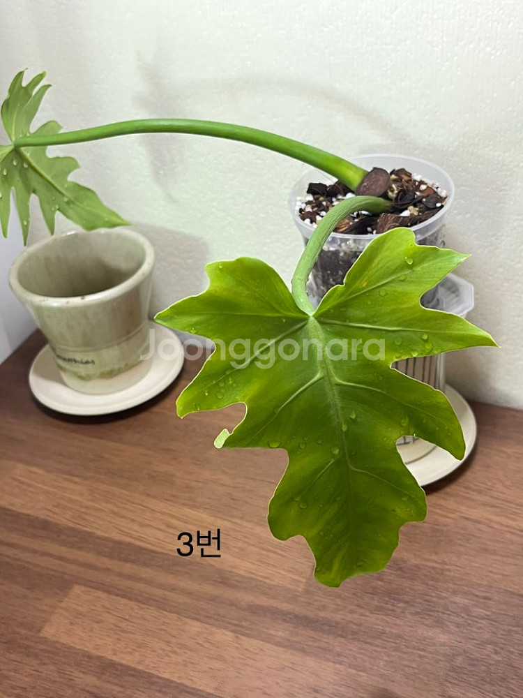 라디아튬 바리에가타--0