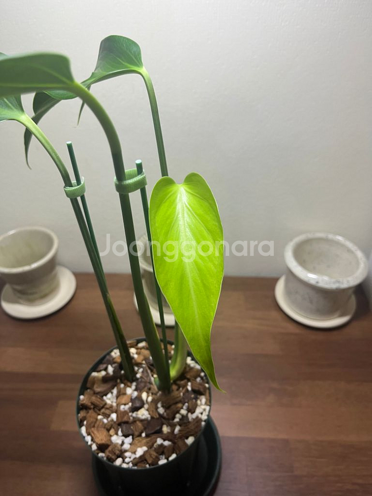 몬스테라 딜라체라타 찢잎 탑수--1