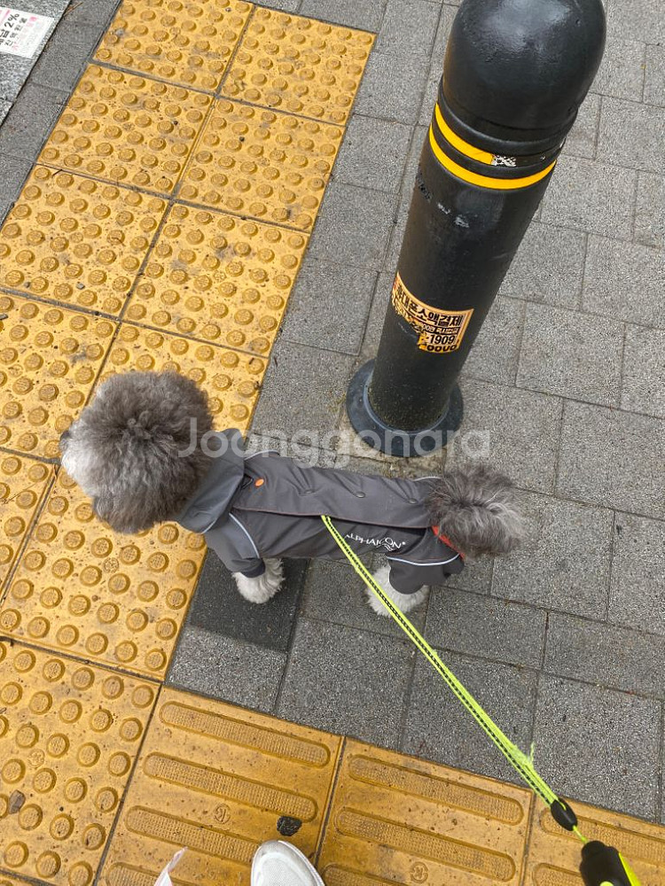 알파아이콘 레인독 M / 강아지우비--3