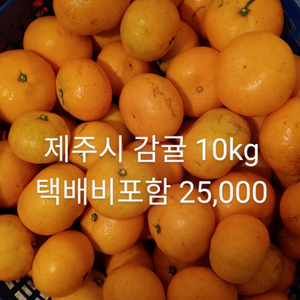 귤 감귤 밀감 제주도제주시