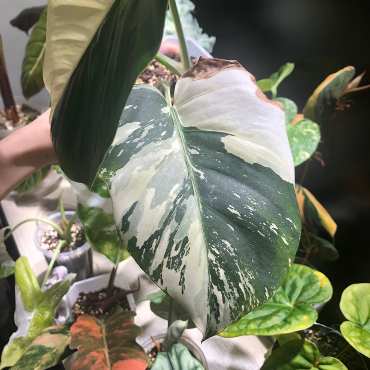 몬스테라 믹스드민트--1