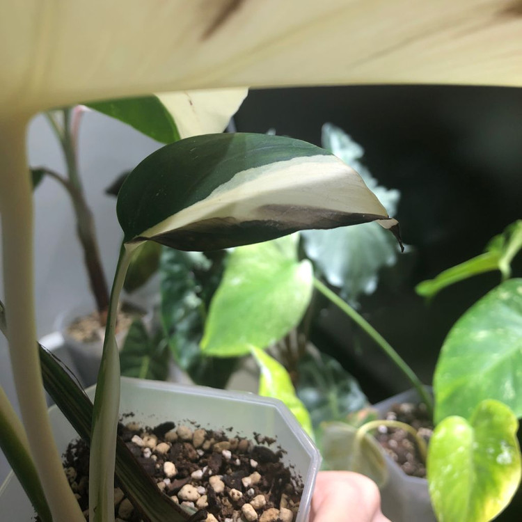몬스테라 믹스드민트--2