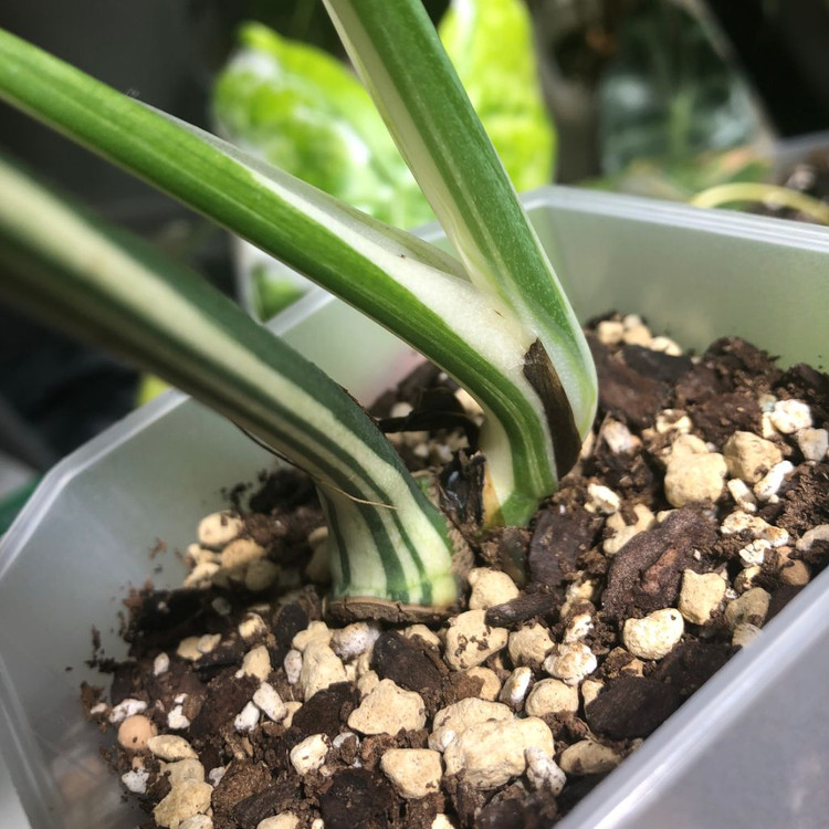 몬스테라 믹스드민트--5