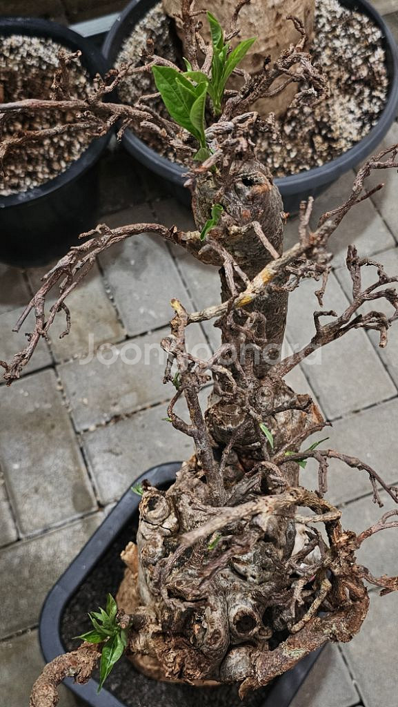 아단소니아 디지타타 (바오밥 나무/아프리카식물)--1